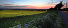 Rapeseed field at twilight with Budle Bay in the background